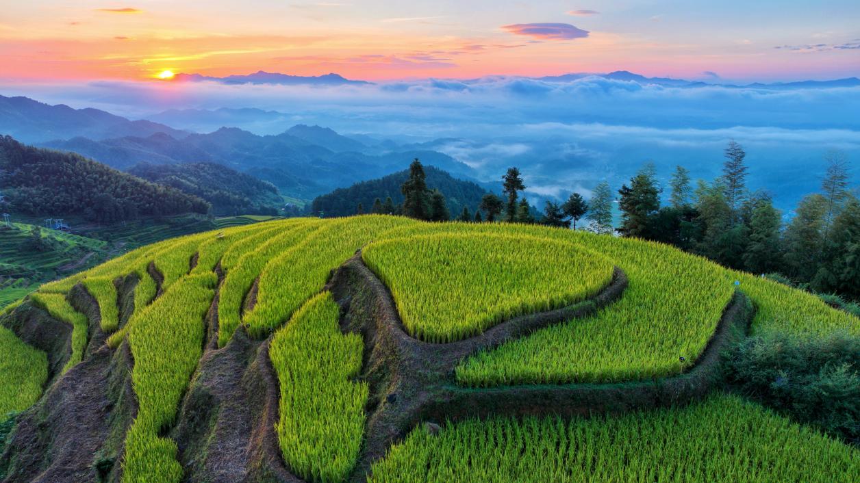 เมืองโหลวตี้โชว์ผลงานนาขั้นบันไดอายุพันปีดันรายได้ท่องเที่ยว 200 ล้านหยวน