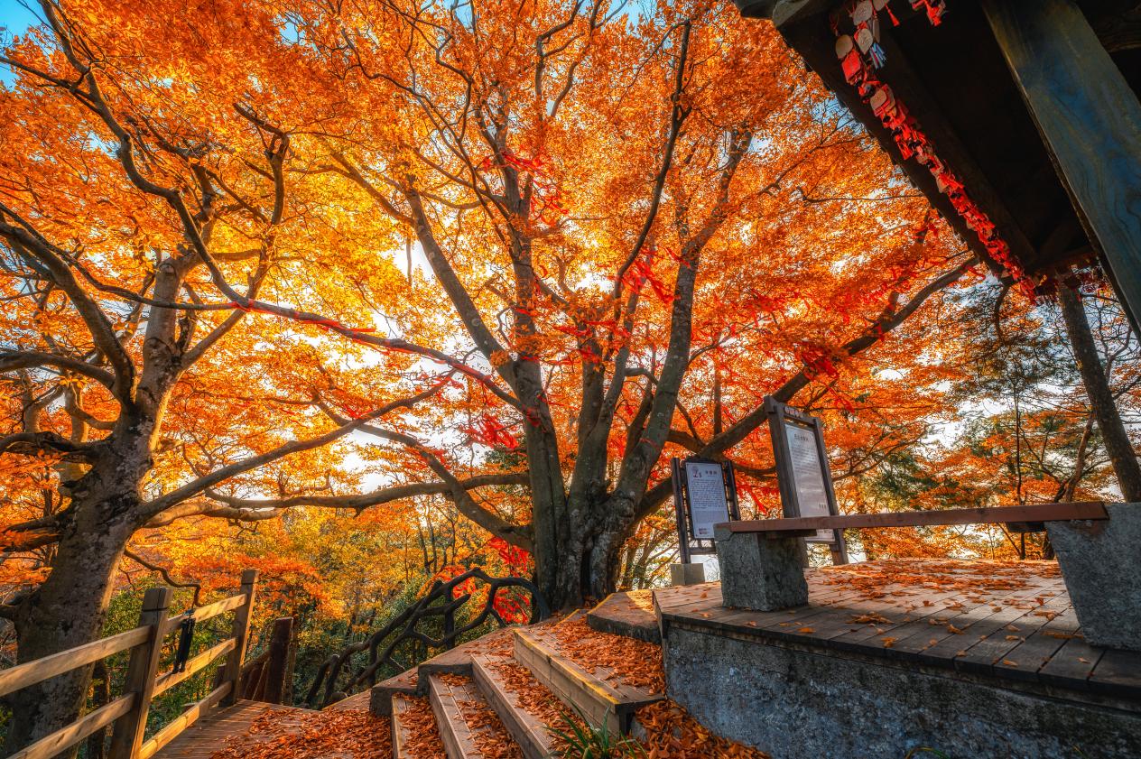 ชมใบไม้สีแดงสุดอลังการที่ภูเขากวงอู้ มณฑลเสฉวน