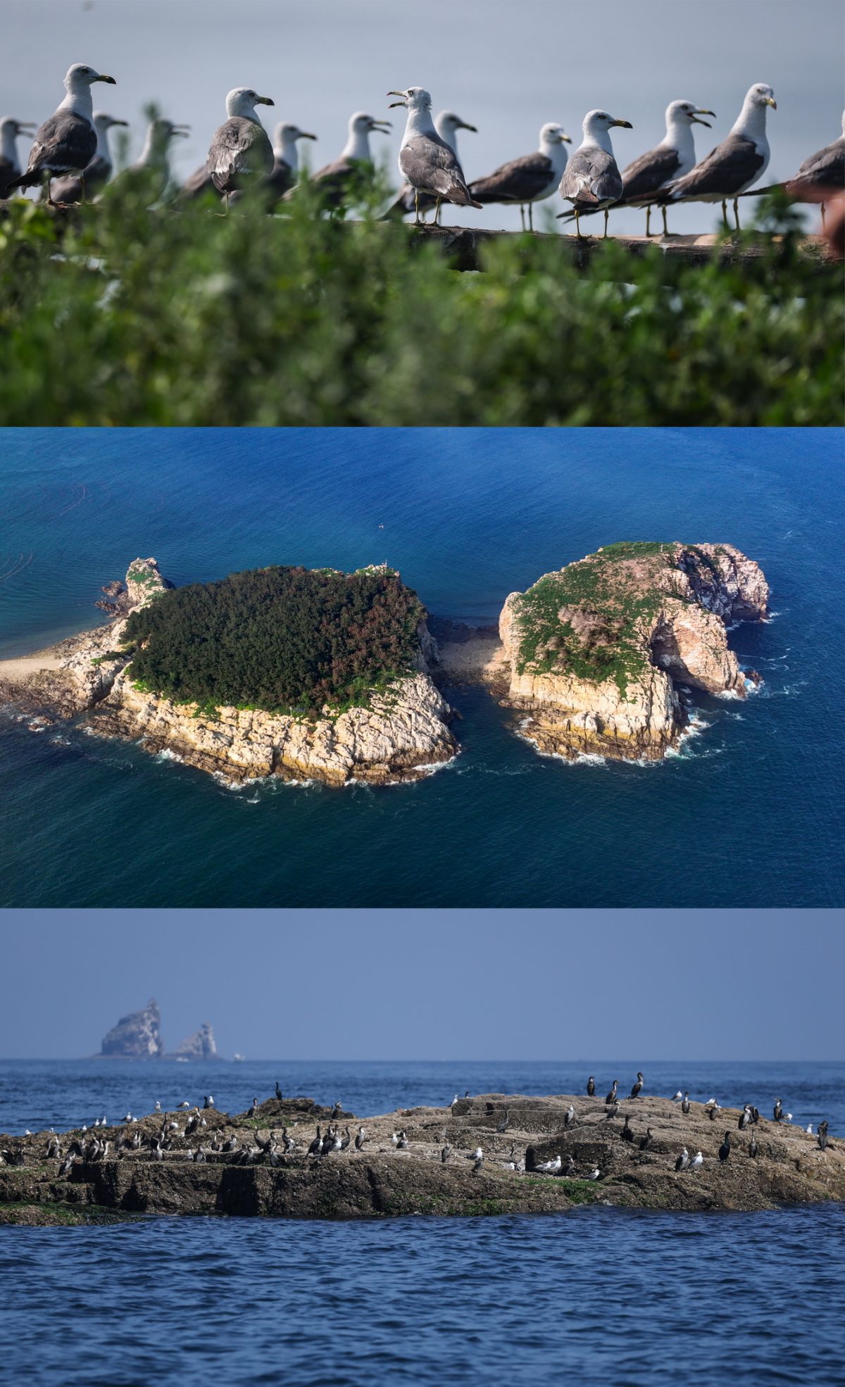 รู้จัก “ถิ่นอาศัยของนกอพยพหมู่เกาะฉางซาน” แหล่งมรดกโลกทางธรรมชาติของจีน